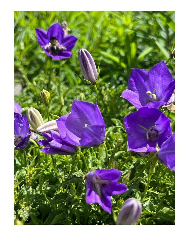 Campanula (Campanula carpatica)