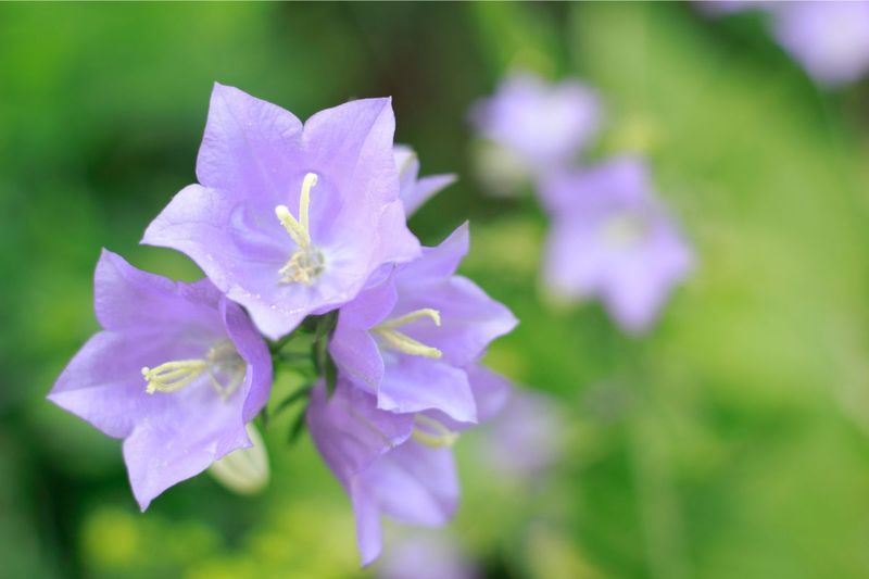 Campanula (Campanula carpatica)