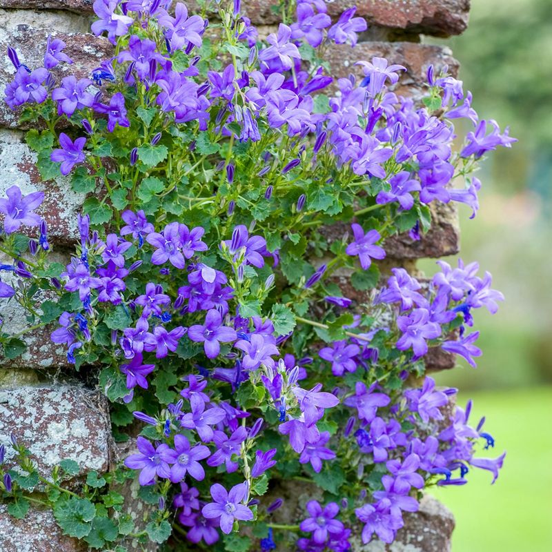 Campanula Portenschlagiana