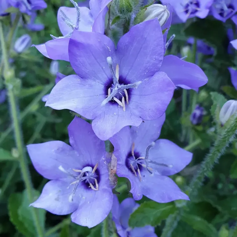 Campanula