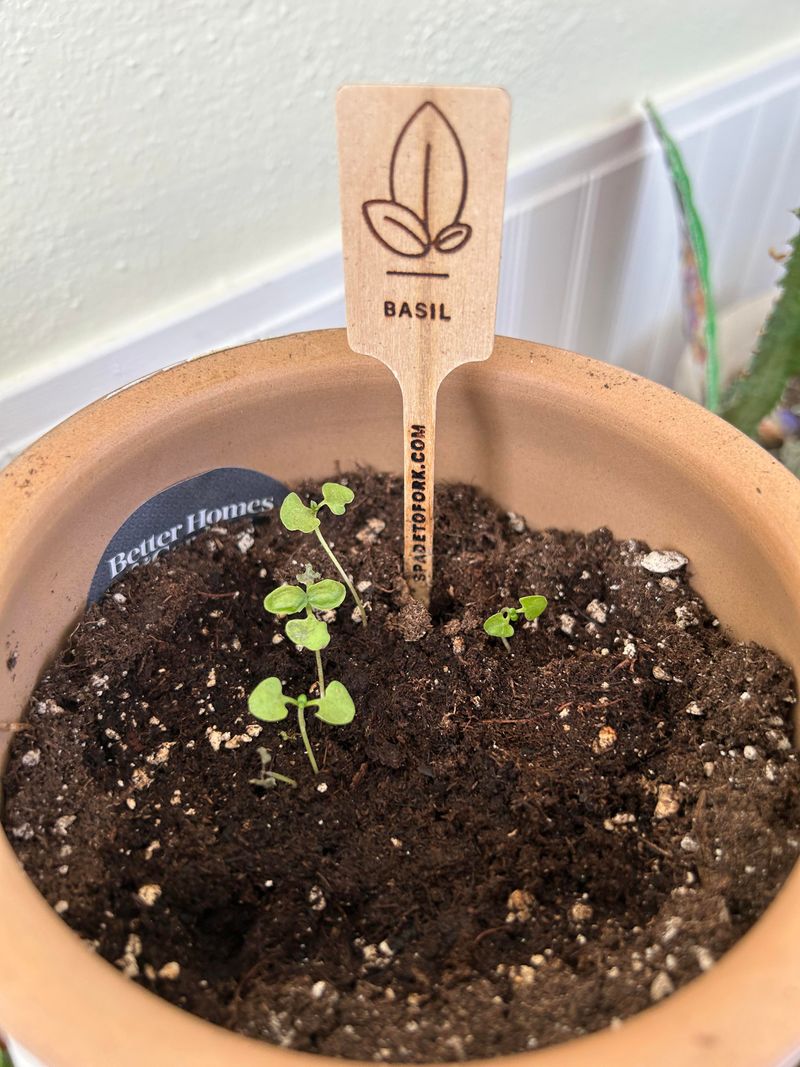 Can I grow herbs from seeds?