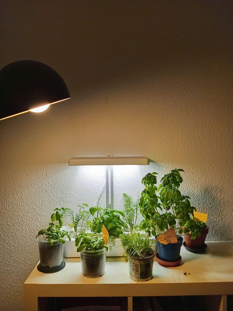 Can herbs be grown indoors?