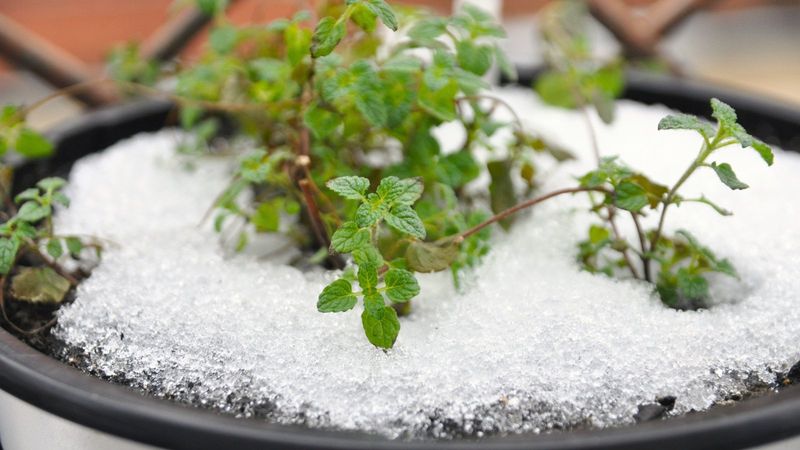 Can herbs survive winter?