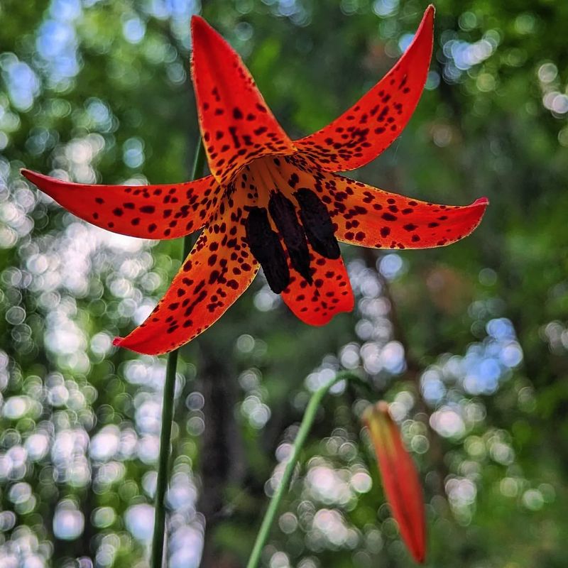 Canada Lily