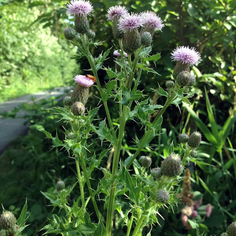 Canada Thistle