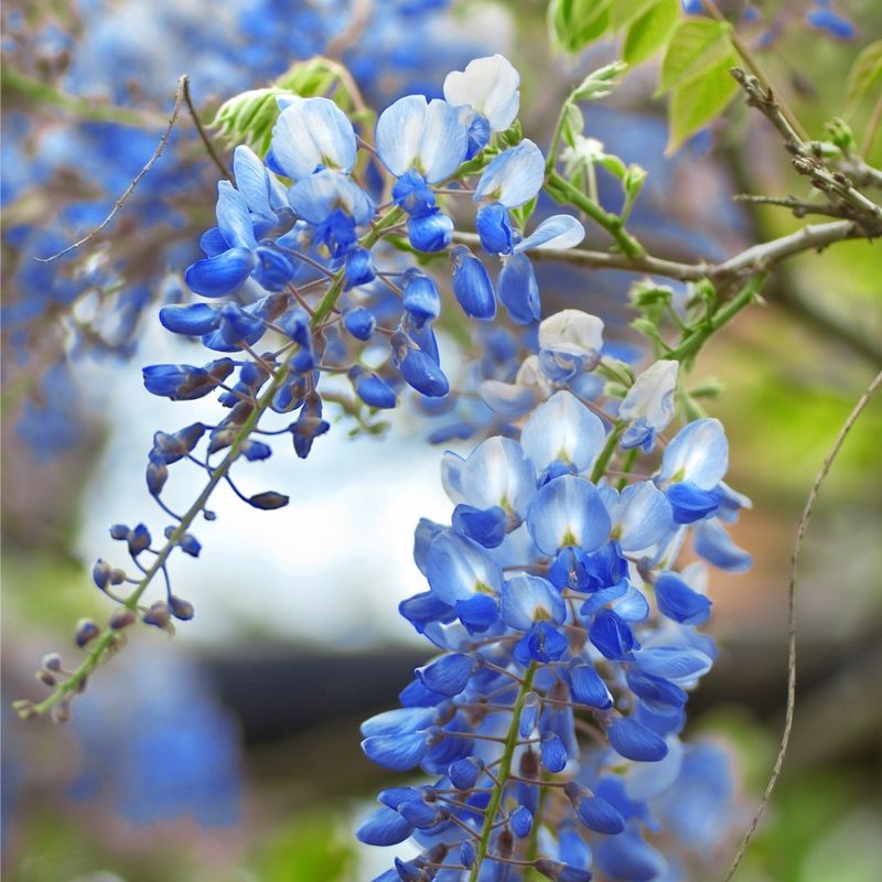 Chinese Wisteria