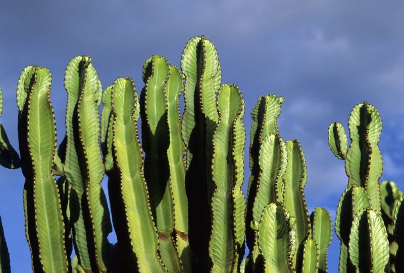 Candelabra Cactus