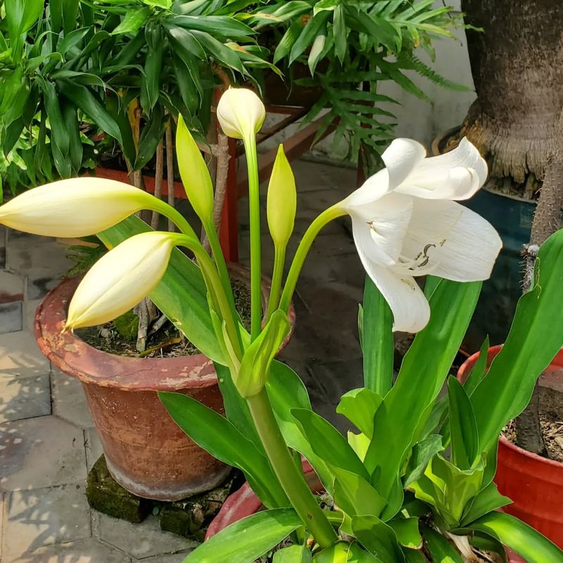 Candidum Lily