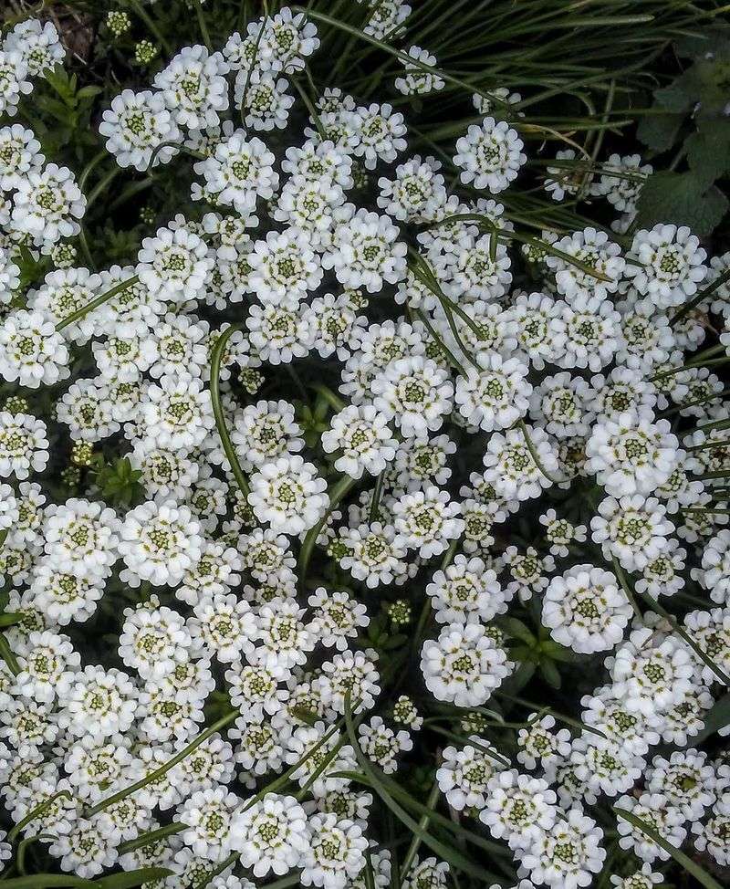 Candytuft