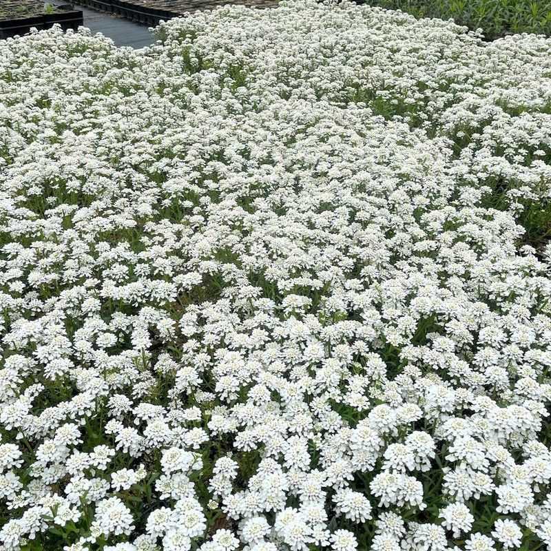 Candytuft