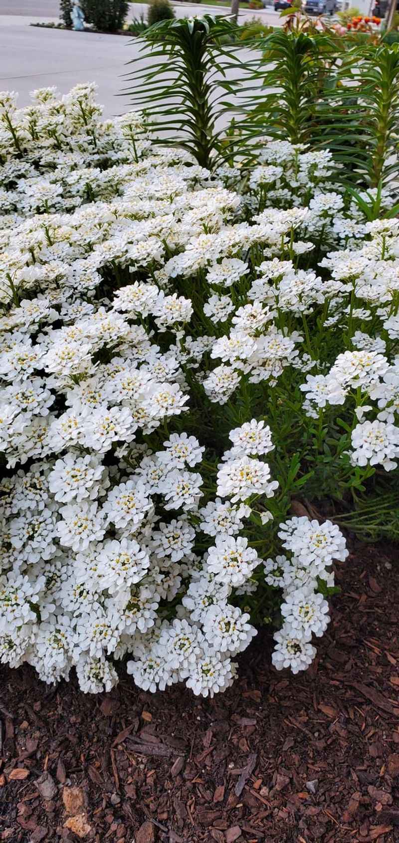 Candytuft