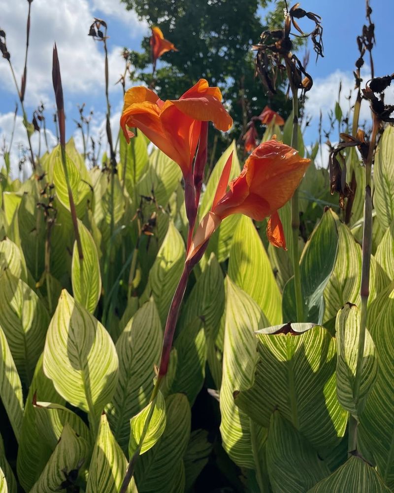 Canna Lily