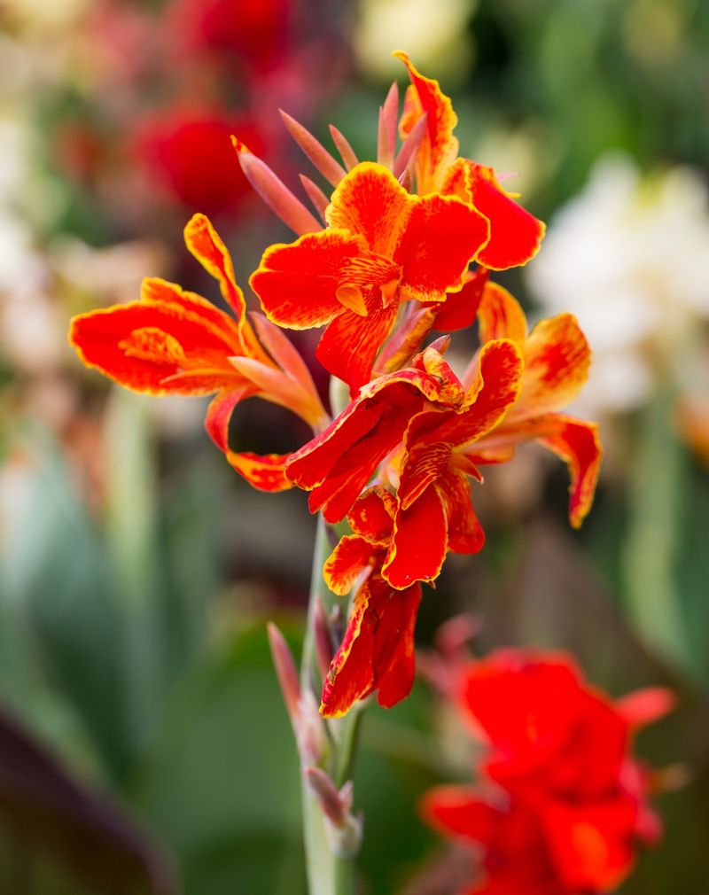 Canna Lily