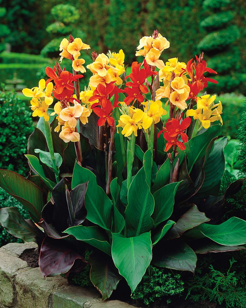 Cannas