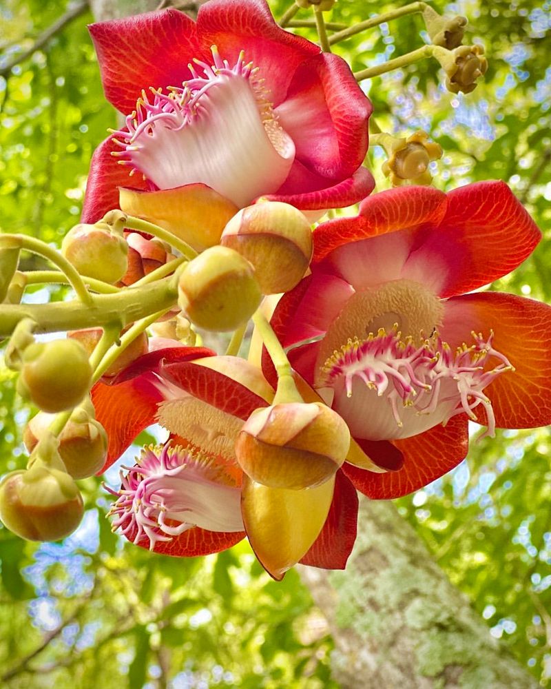 Cannonball Tree