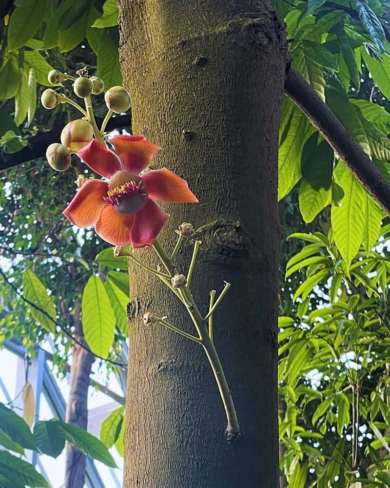 Cannonball Tree