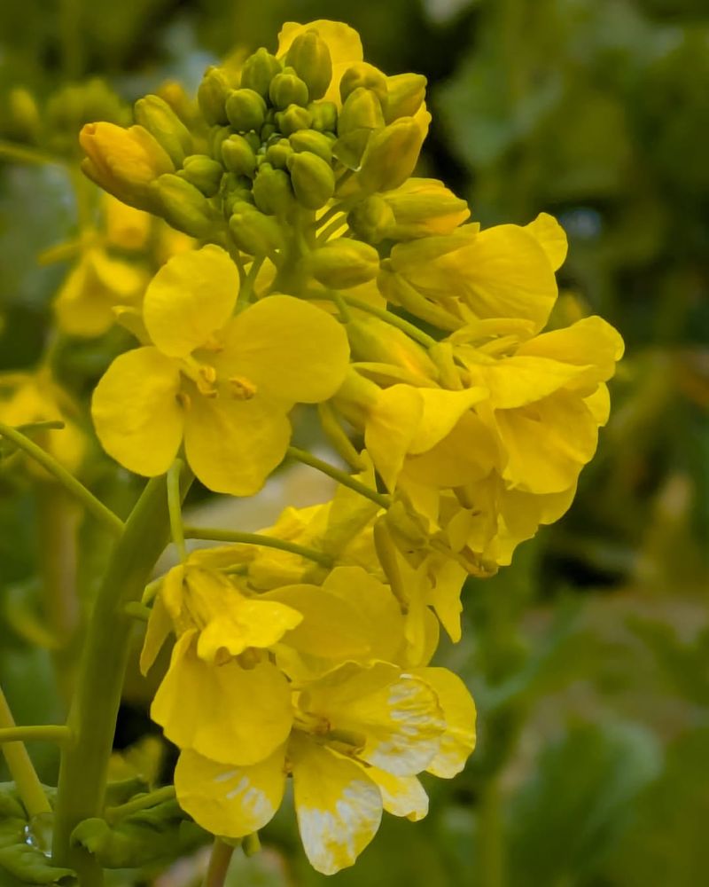 Canola