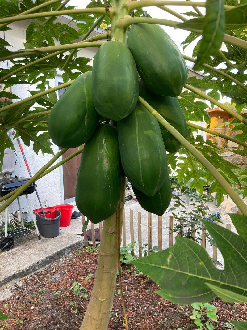 Papaya Seeds