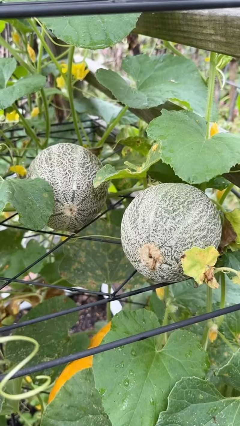 Cantaloupes