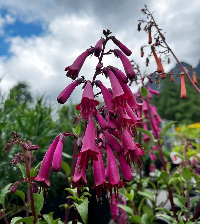 Cape Fuchsia