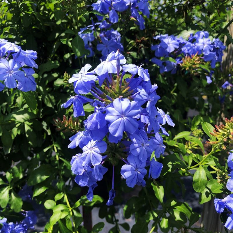 Cape Plumbago