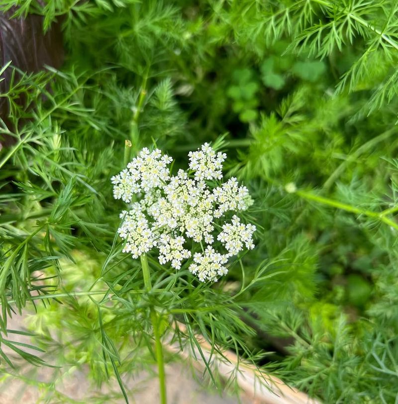 Caraway