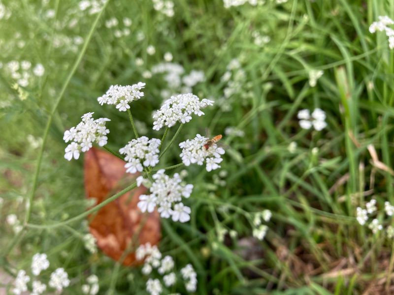 Caraway