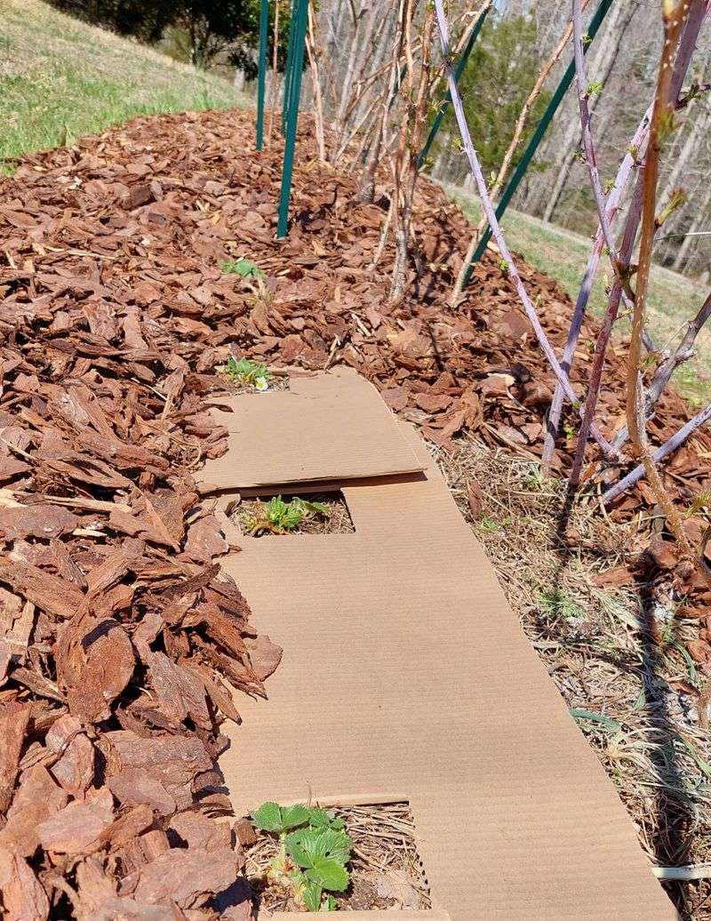 Cardboard Mulching