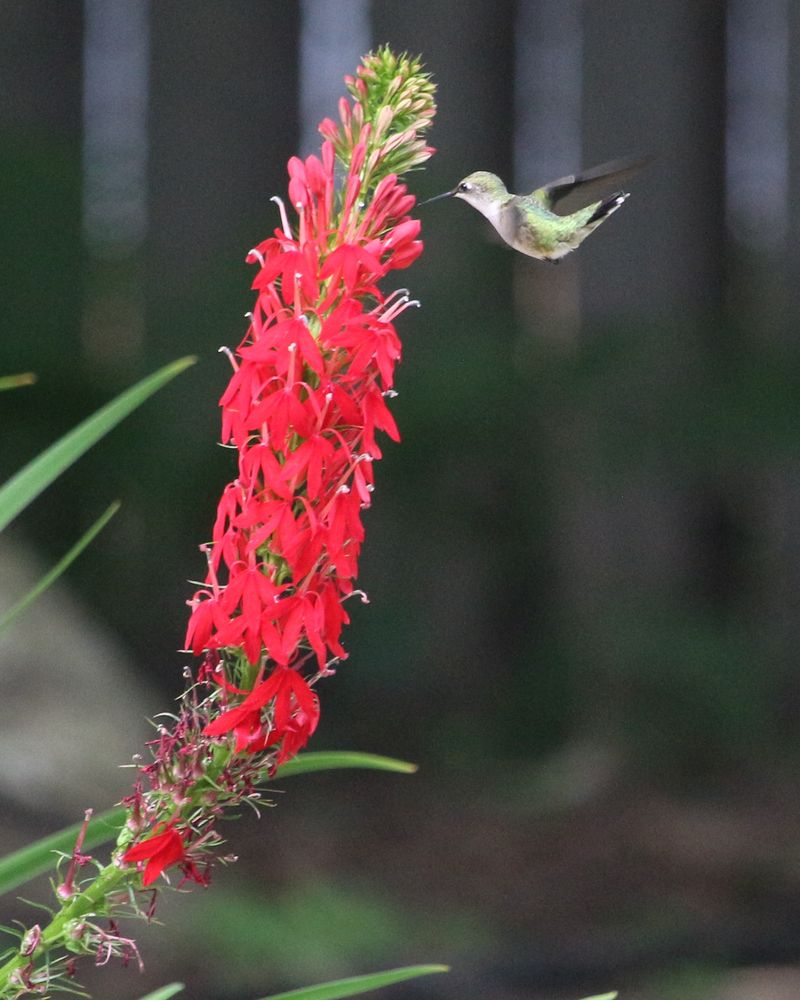 Cardinal Flower