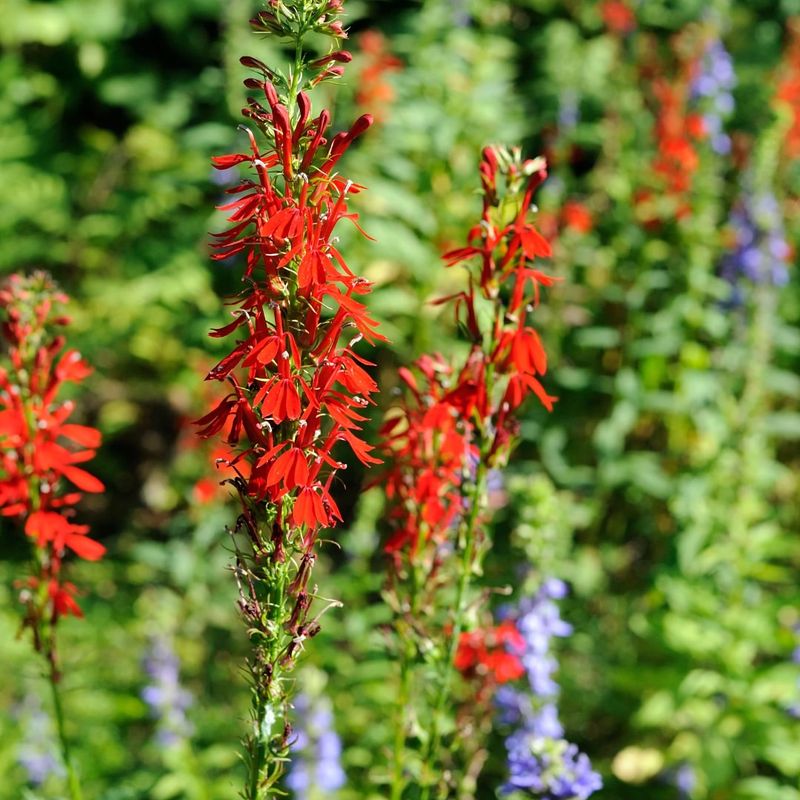 Cardinal Flower