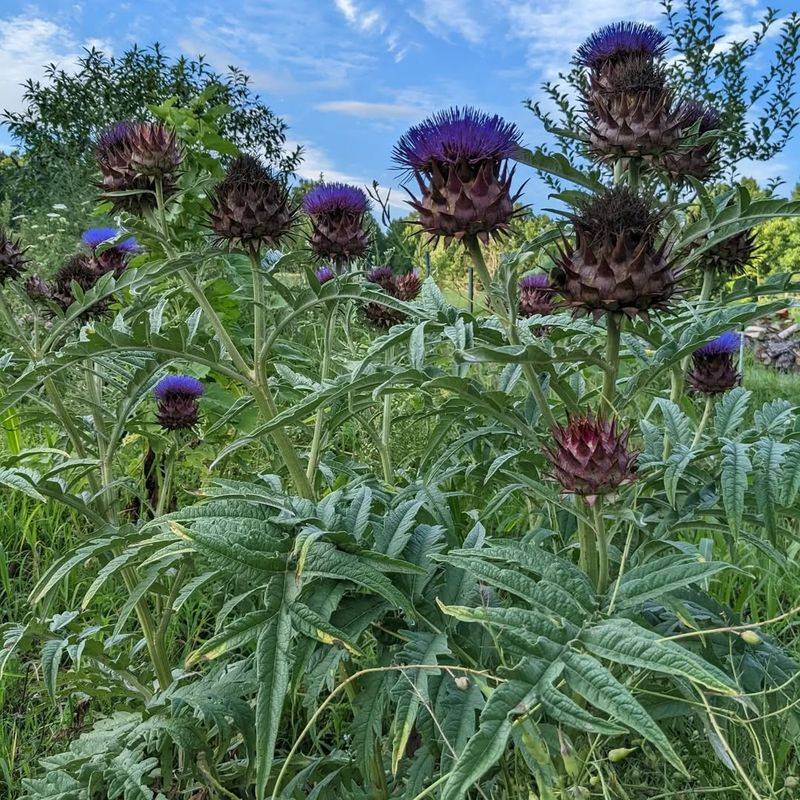 Cardoon