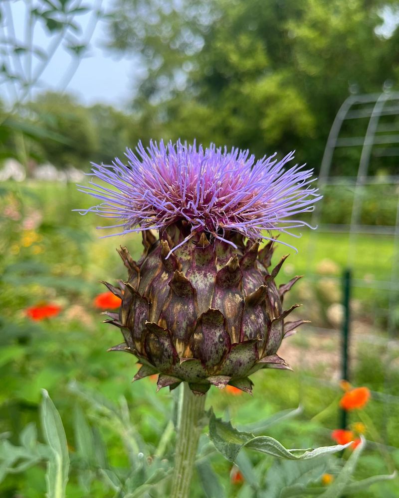 Cardoon