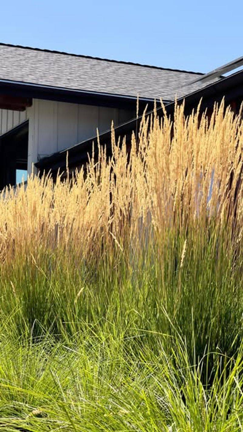 Feather Reed Grass