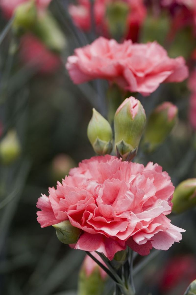 Carnation