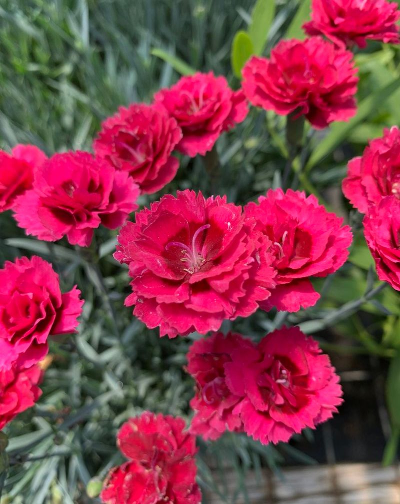 Carnation