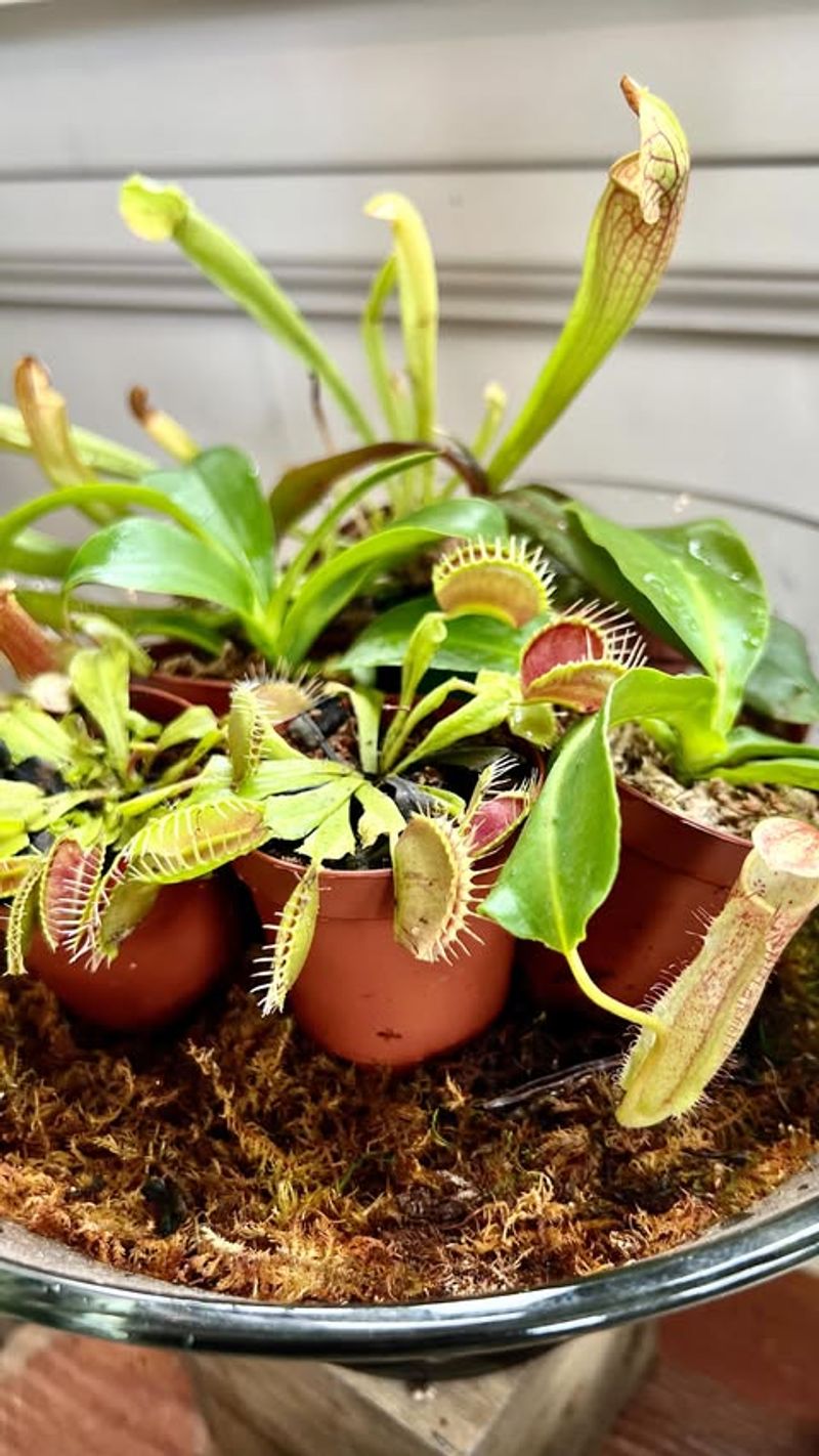 Carnivorous Plant