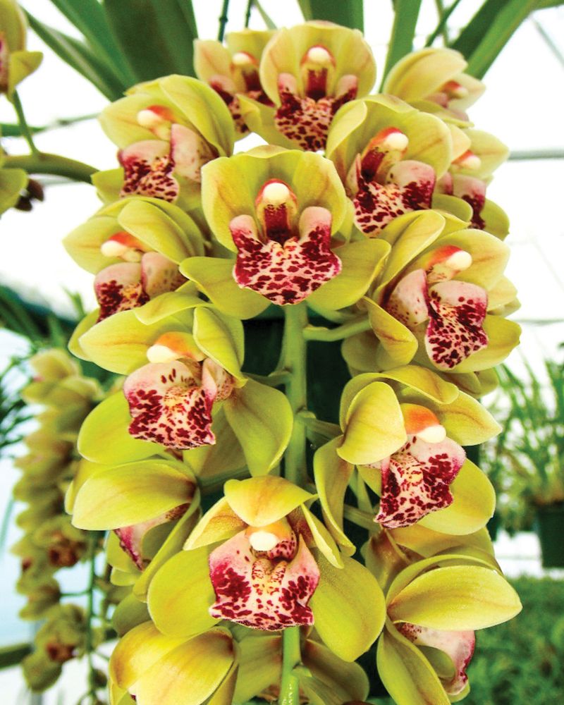 Cymbidium Orchid