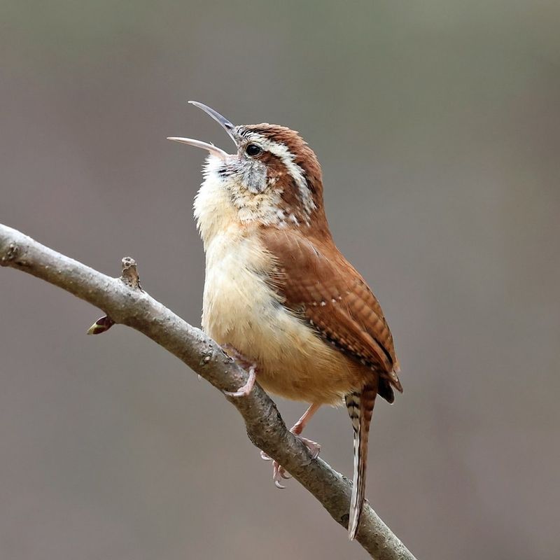 Carolina Wren