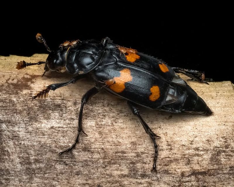 Carrion Beetles