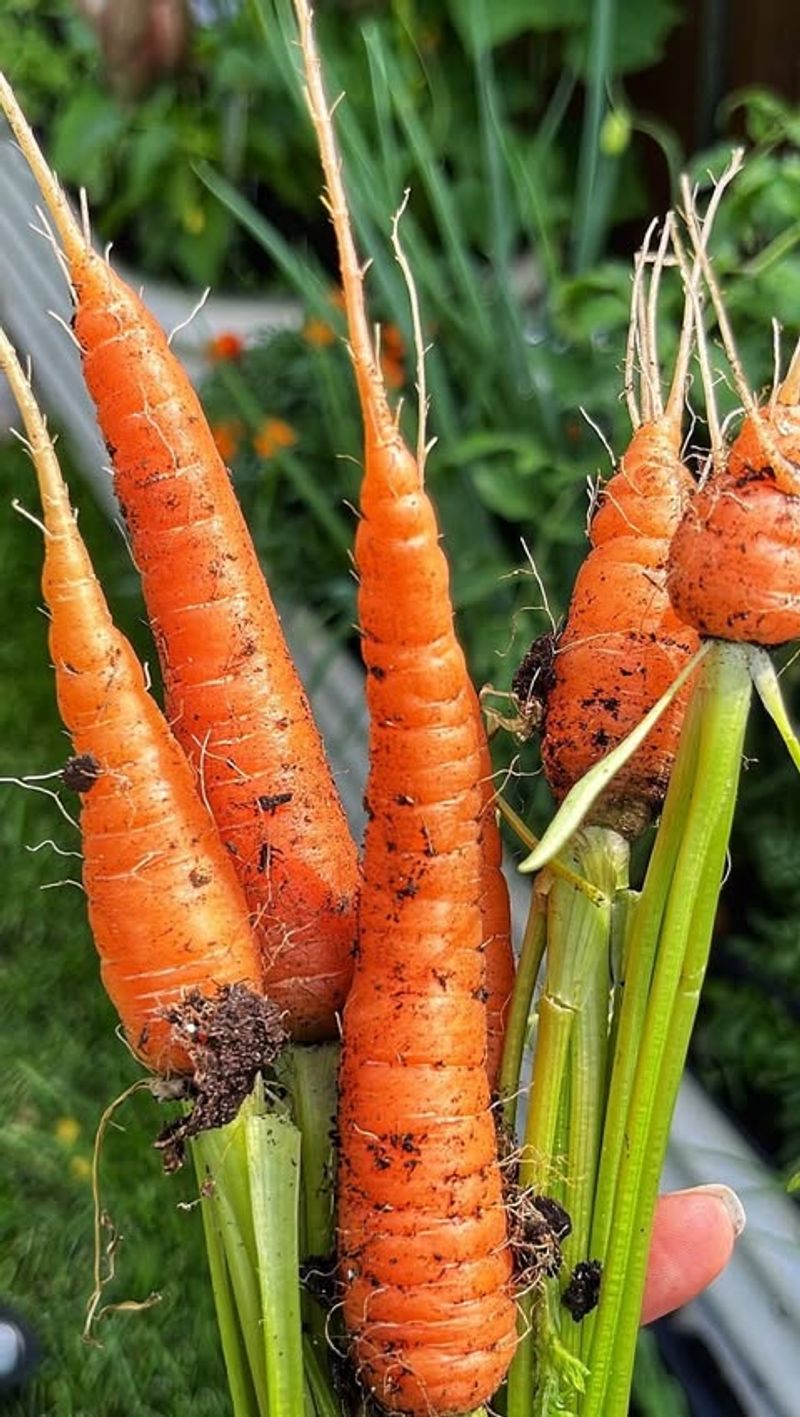 Carrots