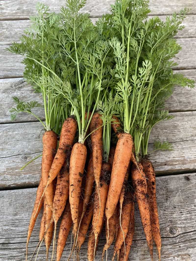 Carrots