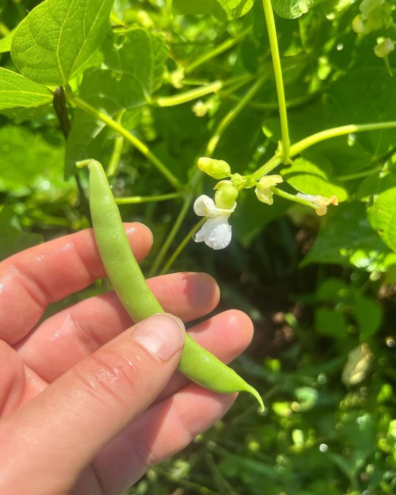 Green Beans