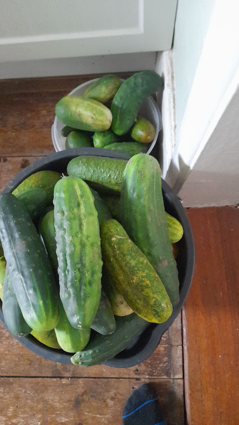 Cucumbers