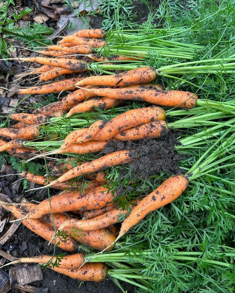 Carrots