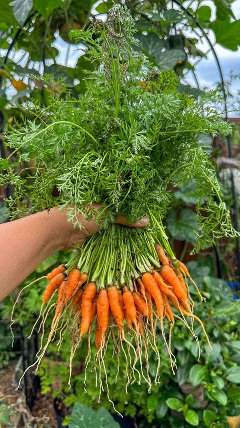 Carrots