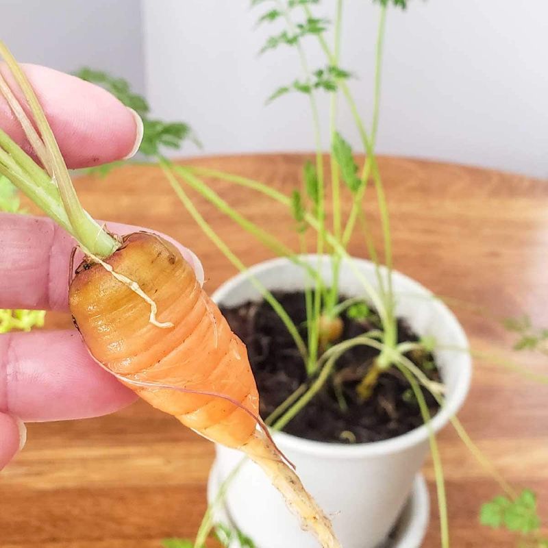 Carrots (Baby Varieties)