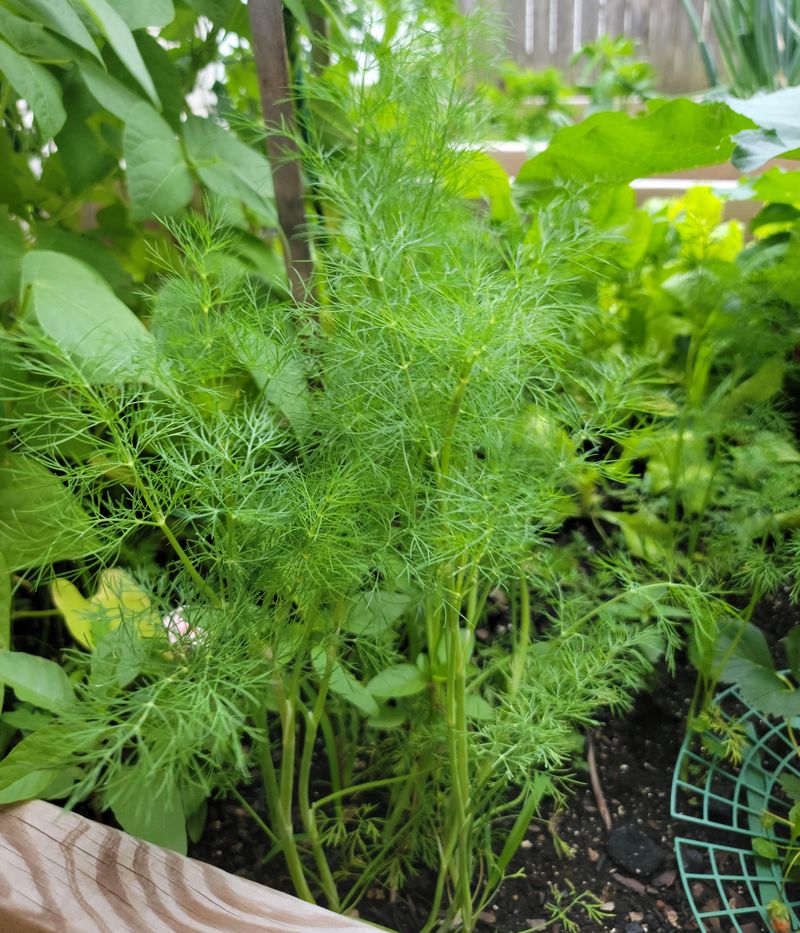 Carrots and Dill