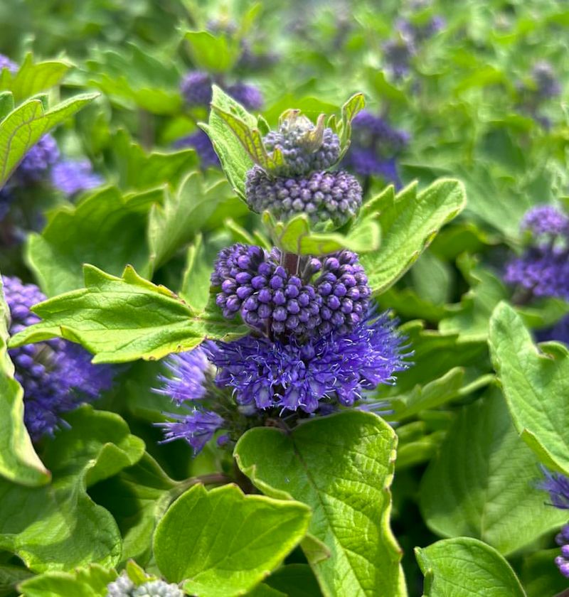 Caryopteris