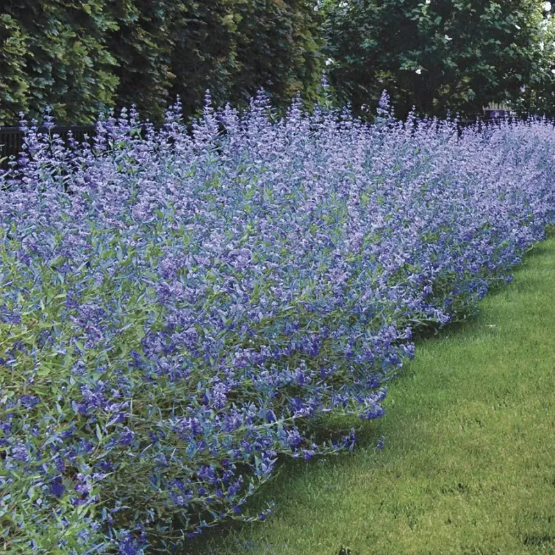 Caryopteris