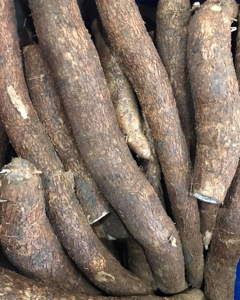 Cassava